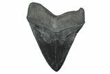 Fossil Megalodon Tooth - South Carolina #371767-2